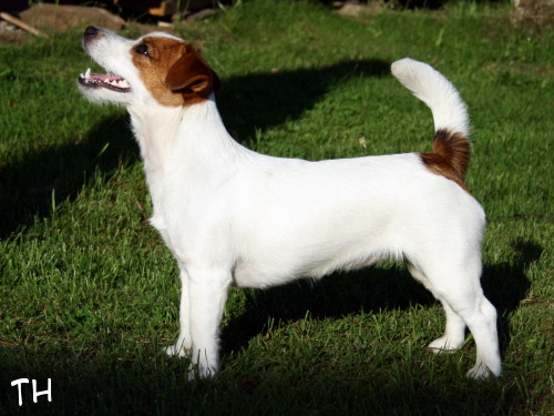 Inka 11,5 kk.JPG - Inka 11,5 kk